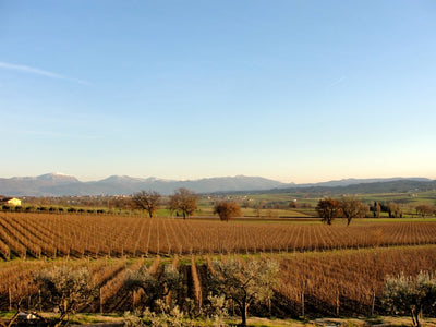 Sagrantino