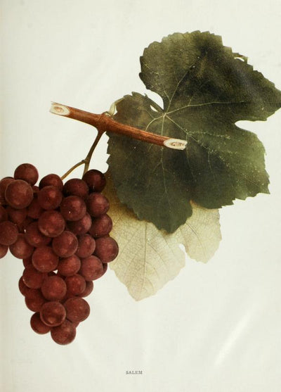 Rondinella