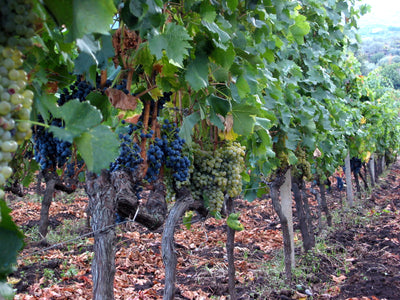 Nerello Mascalese