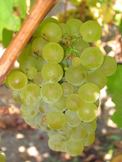 Nero di Troia