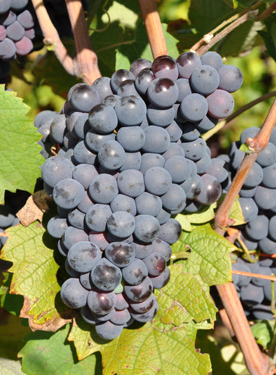 Mourvèdre